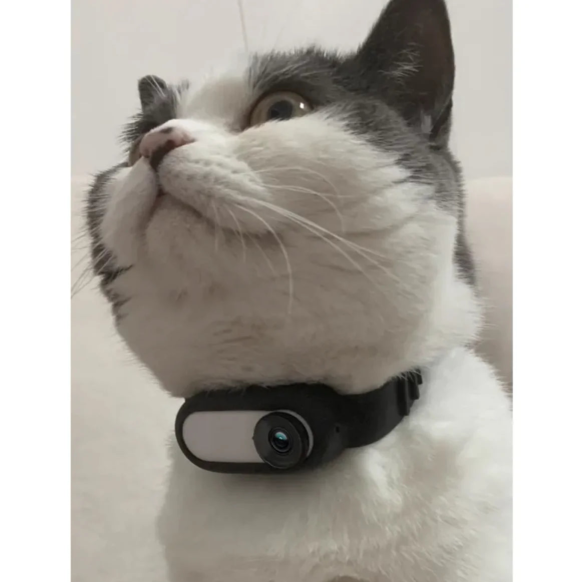 Paws Collar Wireless Pet Camera – Wearable Camera for Dogs & Cats